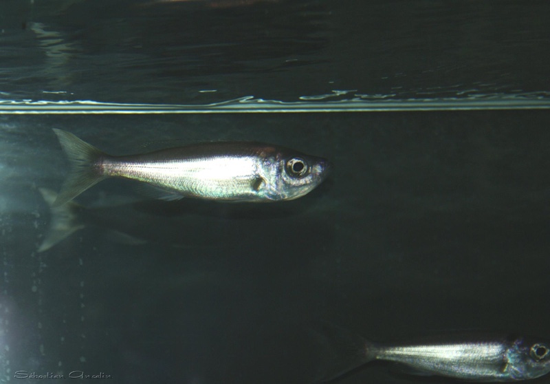 Benthochromis melanoides